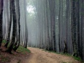 "Приказна горска мъгла" Бисер Методиев